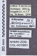 Etikette zu Athousius jiuzhaigonensis (NHMW-ZOO-COL-0010891)